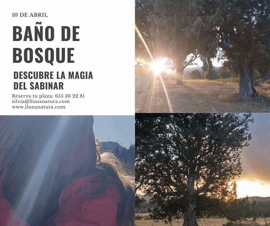Baño de bosque Sabinar