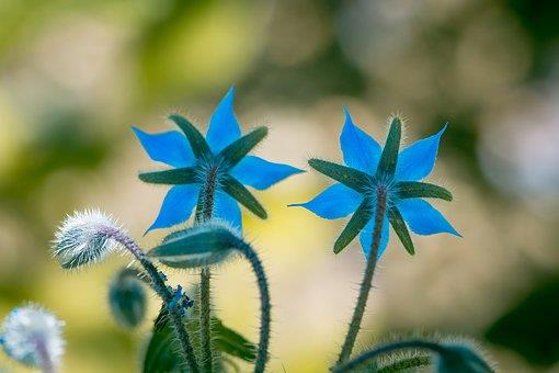 Ansiedad, miedos y estados de ánimo. Cómo ayudarnos con Flores de Bach