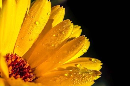Limpieza y Armonización de Espacios con Esencias Florales