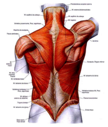 Sesión GRATUITA de Reconocimiento Muscular de Espalda