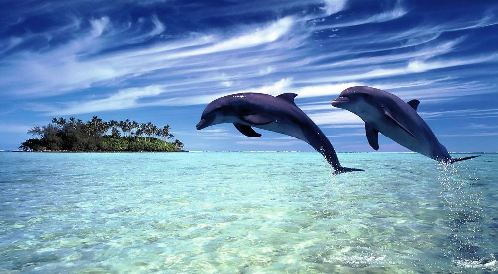 Meditación guiada "Sanando con delfines"