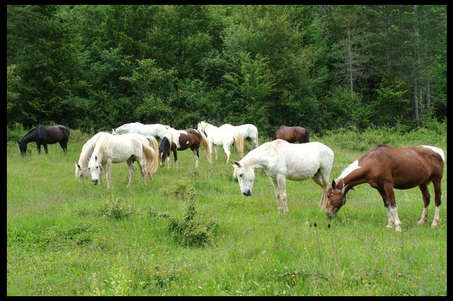 Taller de inteligencia emocional con caballos