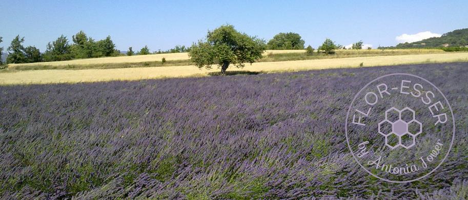 Gestión del estrés con Aromaterapia