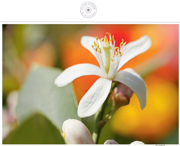 Cosmética Natural con Aromaterapia