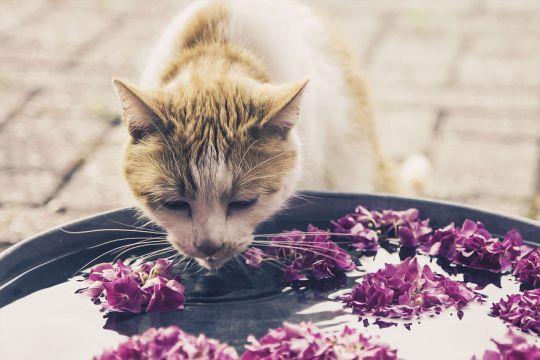 ¿Se puede cuidar a nuestras mascotas con aromaterapia?
