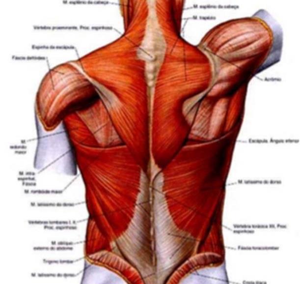 SESIÓN: DE RECONOCIMIENTO MUSCULAR GRATUITO