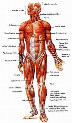 SESIÓN: DE RECONOCIMIENTO MUSCULAR GRATUITO