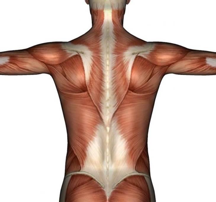 SESIÓN: DE RECONOCIMIENTO MUSCULAR GRATUITO