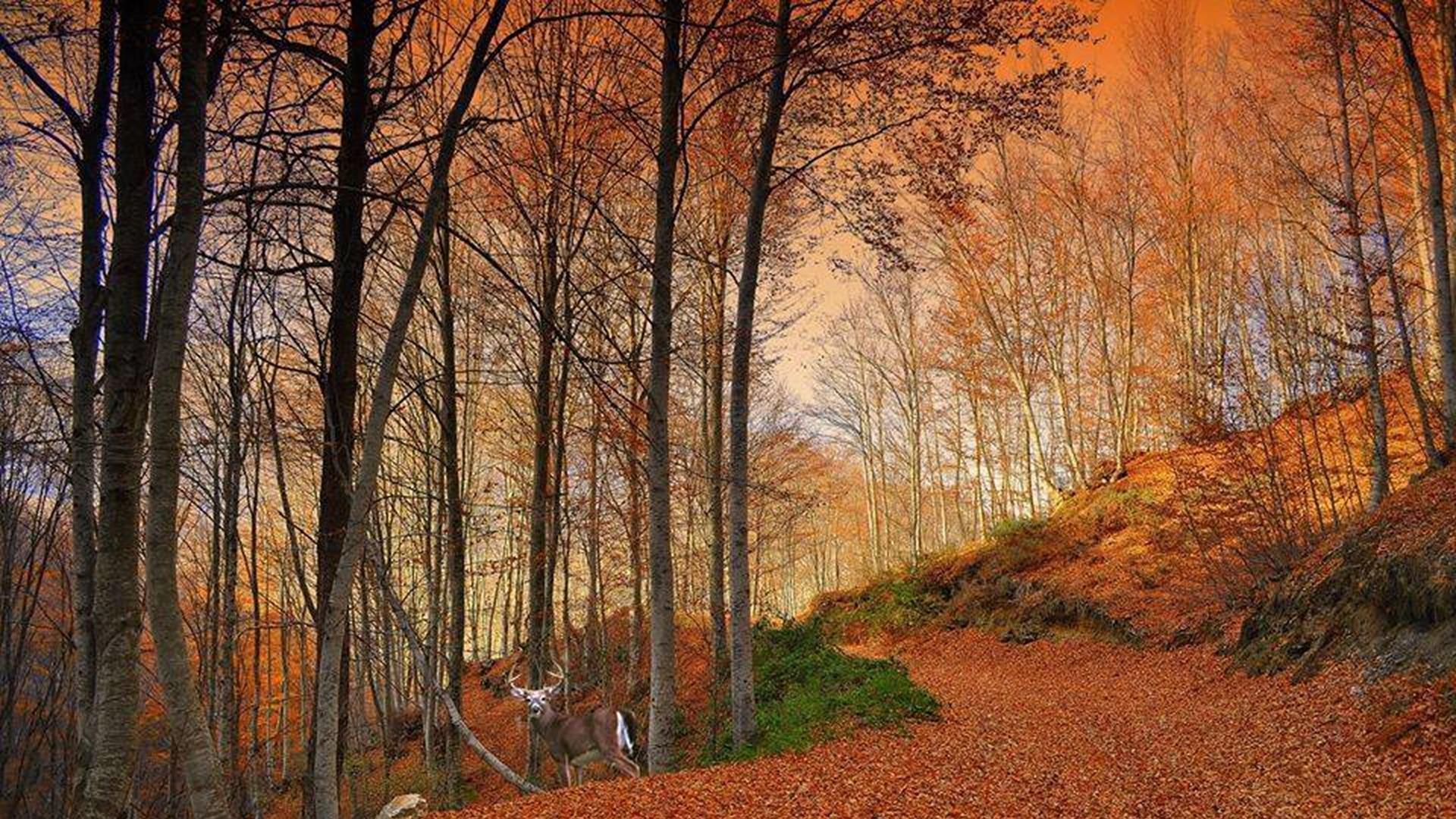 BAÑOS DE BOSQUES AFIRMACIÓN DE TU AUTOESTIMA