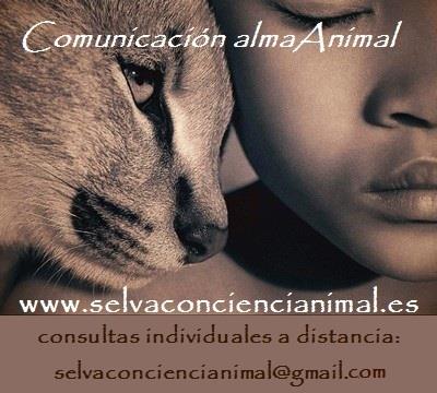 Comunicación con el alma animal