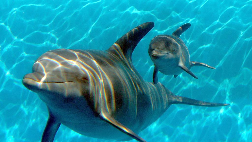 Reiki Delfines de Atlantis