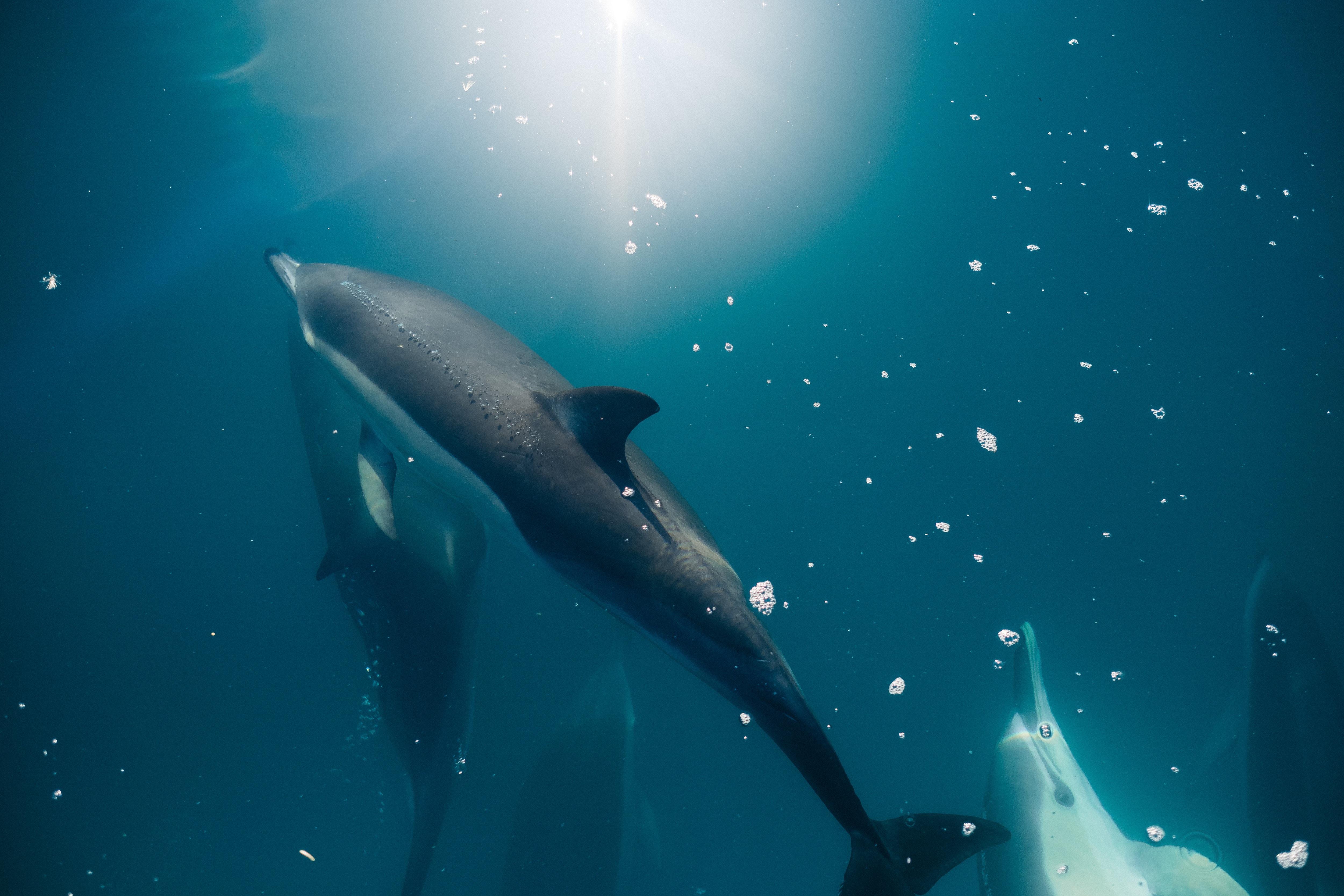 Sanación y Reequilibrio con la Energía Antaya y delfines y ballenas