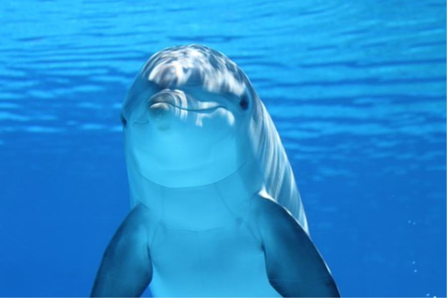 Meditación con la Energía Antaya de Lemuria y tu delfín y tu ballena